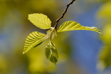 carpinus betulus, young leaves of a common hornbeam against a blurred green-blue background in spring
