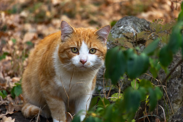Naklejka na ściany i meble Red Cat in the Wild among Fallen Leaves in an Autumn Landscape