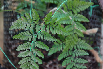папоротник
