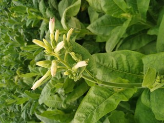 Young tobacco plants green leaf natural growing in field, Nepal.