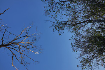Tree canopy in the sky