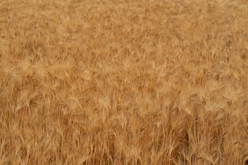 golden barley field. Harvesting period and agriculture background.