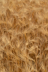 golden barley field. Harvesting period and agriculture background.