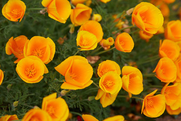 Yellow flowers in bloom