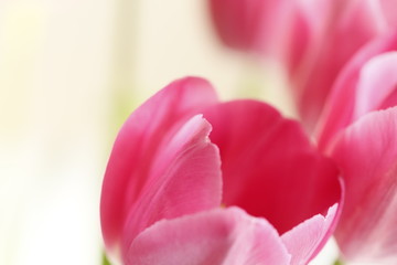 Obraz premium closeup of pink tulip