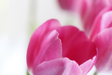 Obraz na płótnie Canvas pink tulip