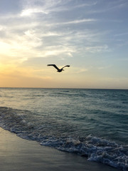 pelican flies over a sandy beach at dusk at sunset
