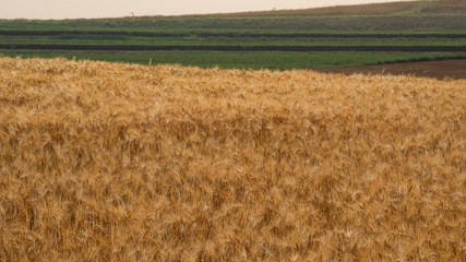 golden barley field. Harvesting period and agriculture background.