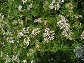 Dhaniya coriander and natural wallpaper background quality green. Parsa Nepal