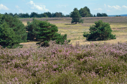  in der mehlinger heide