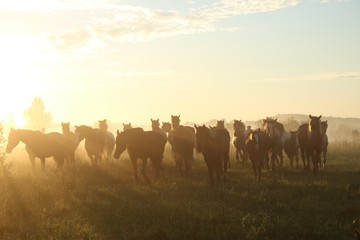 Herd of horses grazing in the field