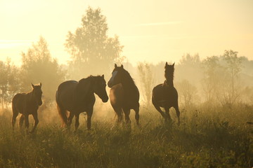 Fototapeta na wymiar Summer horses