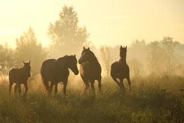 Abwaschbare Fototapete Pferde Sommerpferde