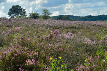 erikablüte in der mehlinger heide