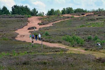 wanderer in der mehlinger heide