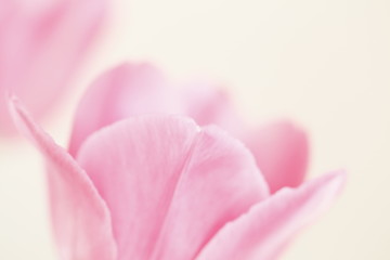 Obraz na płótnie Canvas pink rose macro