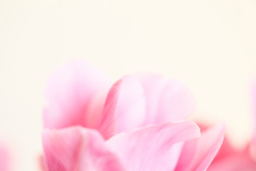 pink tulip on white background