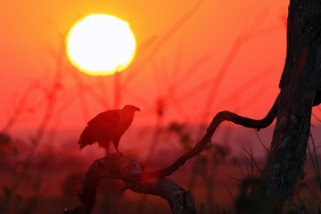 The African fish eagle (Haliaeetus vocifer) sitting on the branch at sunset. Silhouette of a big eagle in the setting sun with a red, sun disk in the background.