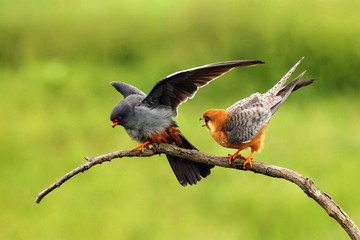 Red-footed Falcon (Falco vespertinus) mating pair on green background. A pair of small falcons on a branch during courtship.