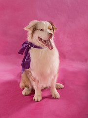 dog sitting on a pink background with a bow around his neck