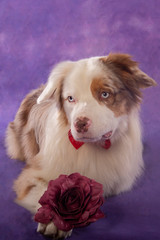 dog with blue eyes lying with a flower on his paws