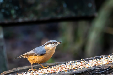 A nuthatch songbird at a feeding place next to the Mönchbruch pond in Mörfelden-Walldorf, Hesse Germany in winter.