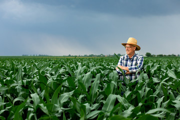 Portrait of senior farmer standing in corn field examining crop.
