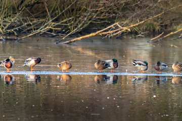 Ducks on an icy pond in Mönchbruch, Hesse Germany in winter.