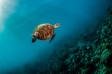 Obraz premium Green sea turtle in the wild among colorful coral reef in clear blue water