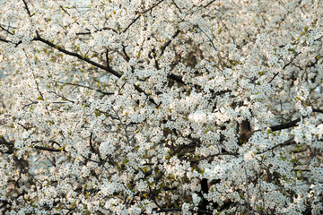 blooming cherry. white flowers on a tree branches