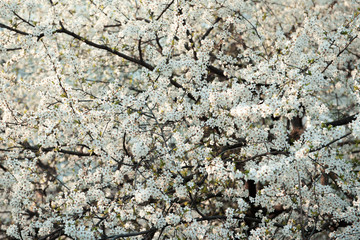 blooming cherry. white flowers on a tree branches