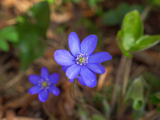 Leberblümchen im Frühling