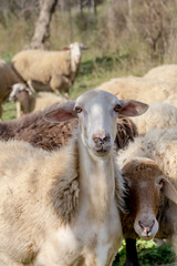 Sheep graze in a meadow close-up
