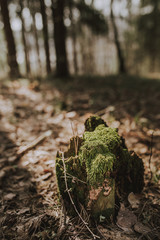 Dense forest - stump in a clearing - fresh air