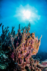 Colorful coral reef formations  in clear blue water