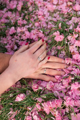 Hands of the bride and groom with engagement rings lie on sakura petals