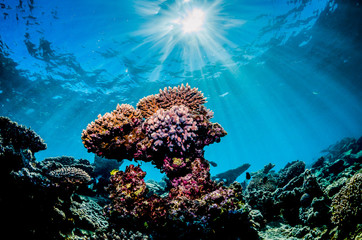 Fototapeta na wymiar Colorful coral reef formations in clear blue water