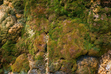 rock covered with green moss - Powered by Adobe