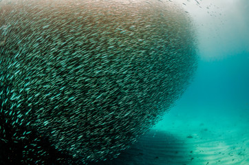 Naklejka na ściany i meble Large school of fish swimming together in clear blue ocean