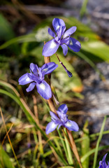 Spring iris (Moraea sisyrinchium) grows in a meadow