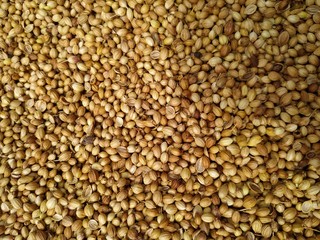 Dried coriander seeds arranged as background. Dhaniya Nepal