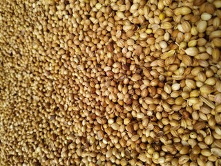 Dried coriander seeds arranged as background. Dhaniya Nepal