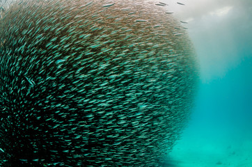 Naklejka na ściany i meble Large school of fish swimming together in clear blue ocean