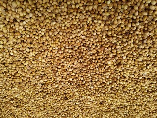 Dried coriander seeds arranged as background. Dhaniya Nepal