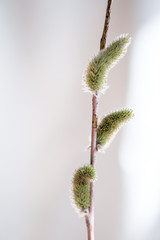 Fluffy shoots of willow closeup in drops of water. Macro photo. Suitable for illustrating Palm Sunday in the Orthodox tradition.