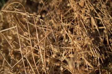dry grass