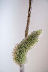 Fluffy shoots of willow closeup in drops of water. Macro photo. Suitable for illustrating Palm Sunday in the Orthodox tradition.