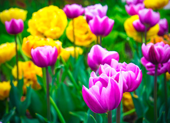 Fototapeta premium Flowerbed with tulips. springtime. Yellow and purple or pink tulips