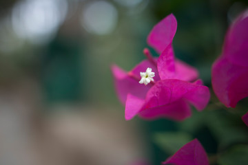butterfly on flower