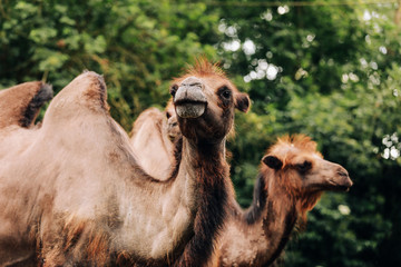 two-humped camels walks in the green Park in summer. Summer camels walks in the Park. selective focus